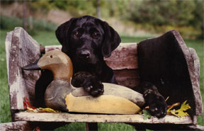 Retriever wth decor duck