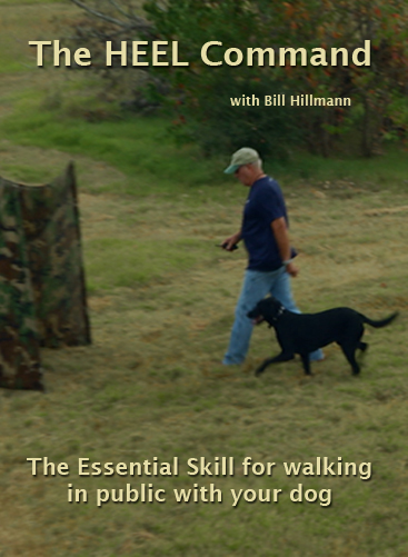 The Heel Command - The Essential Skill for walking in public with you dog 